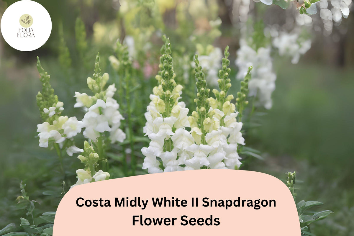 1000 White Snapdragon Seeds - Costa Midly White II Antirrhinum Majus