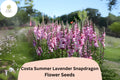 Lavender Snapdragon Seeds - Costa Summer III, 1000 Seeds for Planting