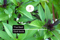 Thai Basil Seeds - 200 Heirloom Non-GMO Sweet & Spicy Aromatic Ocimum basilicum var. thyrsiflora
