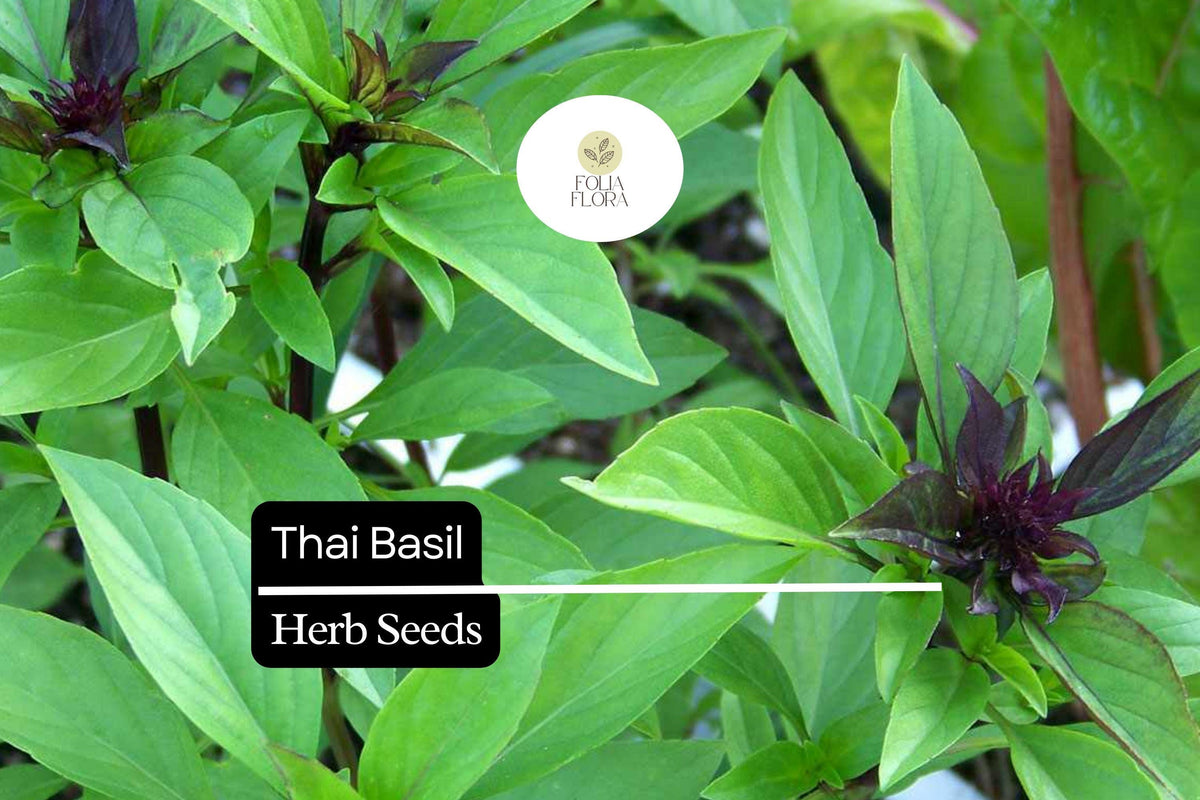 Thai Basil Seeds - 200 Heirloom Non-GMO Sweet & Spicy Aromatic Ocimum basilicum var. thyrsiflora