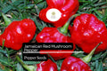 20 Jamaican Red Mushroom Pepper Seeds – Capsicum chinense Heirloom