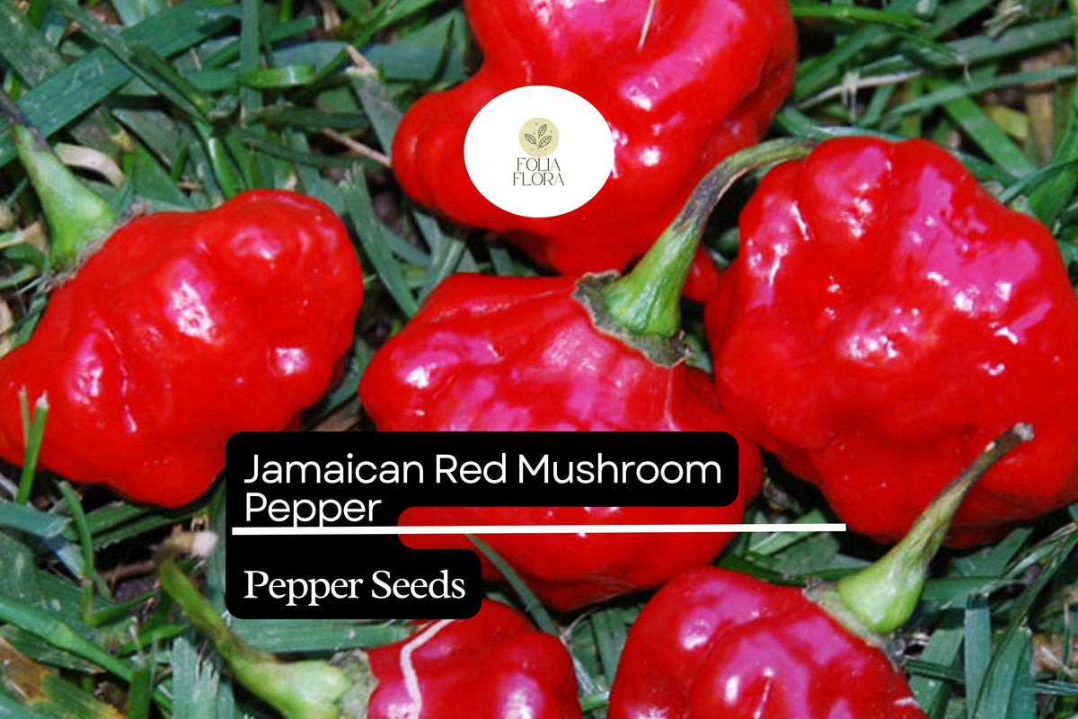 20 Jamaican Red Mushroom Pepper Seeds – Capsicum chinense Heirloom