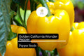 Golden California Wonder Pepper Seeds – 25 Heirloom Sweet Pepper Seeds
