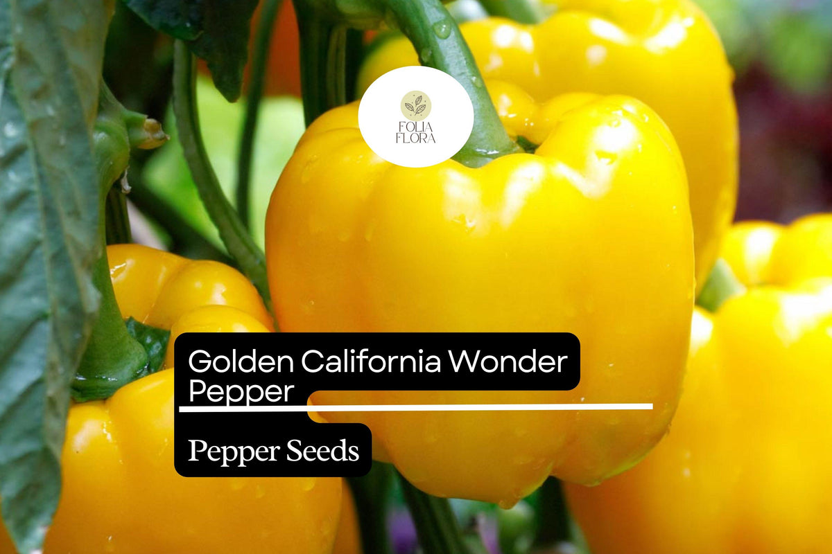 Golden California Wonder Pepper Seeds – 25 Heirloom Sweet Pepper Seeds