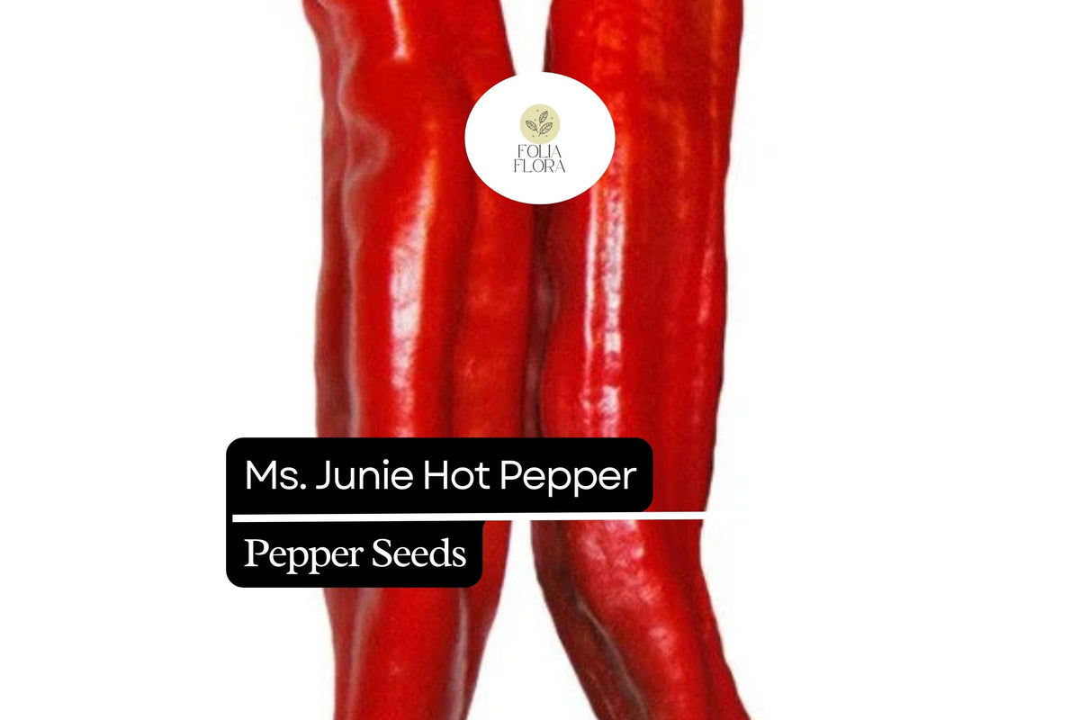 25 Ms. Junie Pepper Seeds – Mild Hatch Chili Pepper for Planting