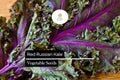 Red Russian Kale Seeds – 500 Heirloom Brassica napus Seeds for Planting