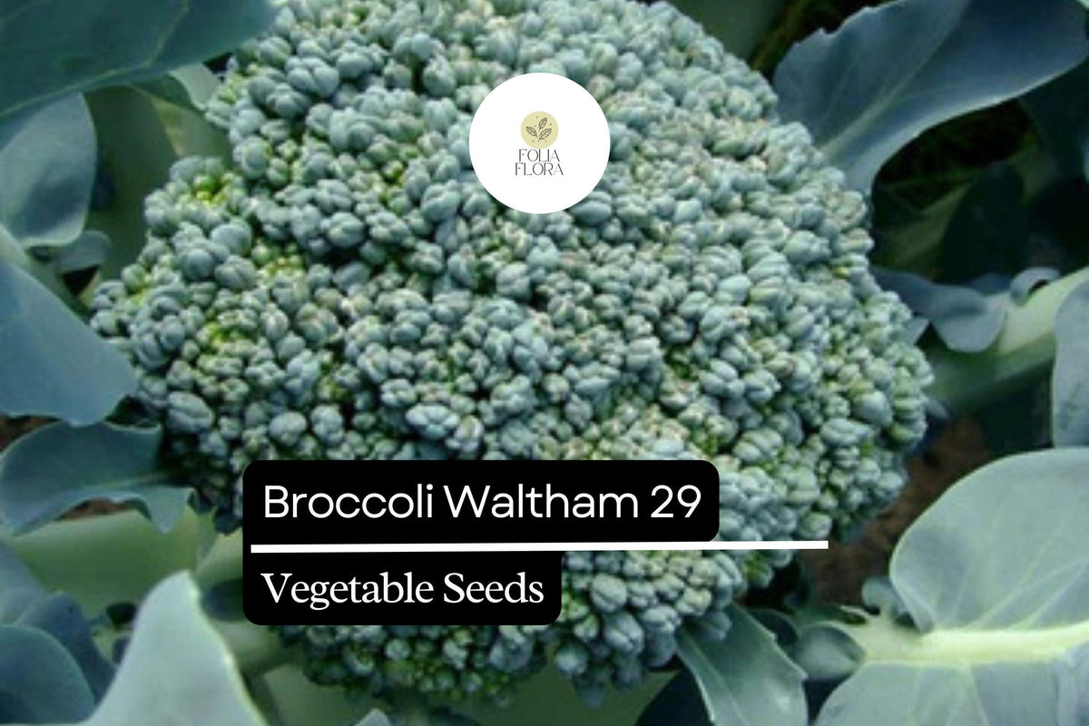 Waltham 29 Broccoli Seeds – 500 Heirloom, Cold-Hardy, High-Yield Seeds