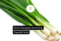 200 Evergreen Bunching Onion Seeds – Heirloom Allium fistulosum, Non-GMO