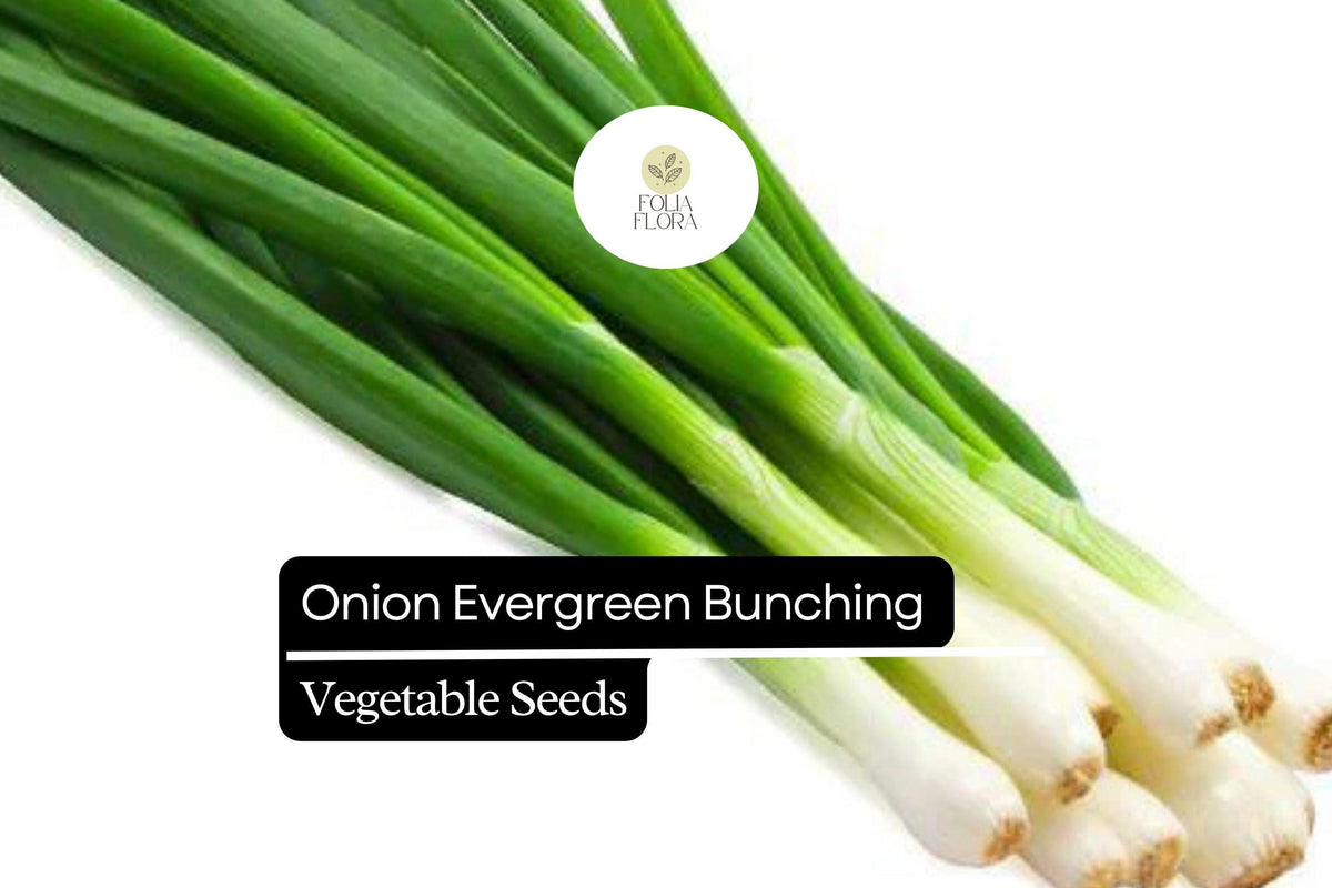 200 Evergreen Bunching Onion Seeds – Heirloom Allium fistulosum, Non-GMO