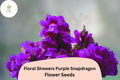 Purple Snapdragon Seeds - Dwarf Floral Showers Variety, 1000 Seeds for Planting