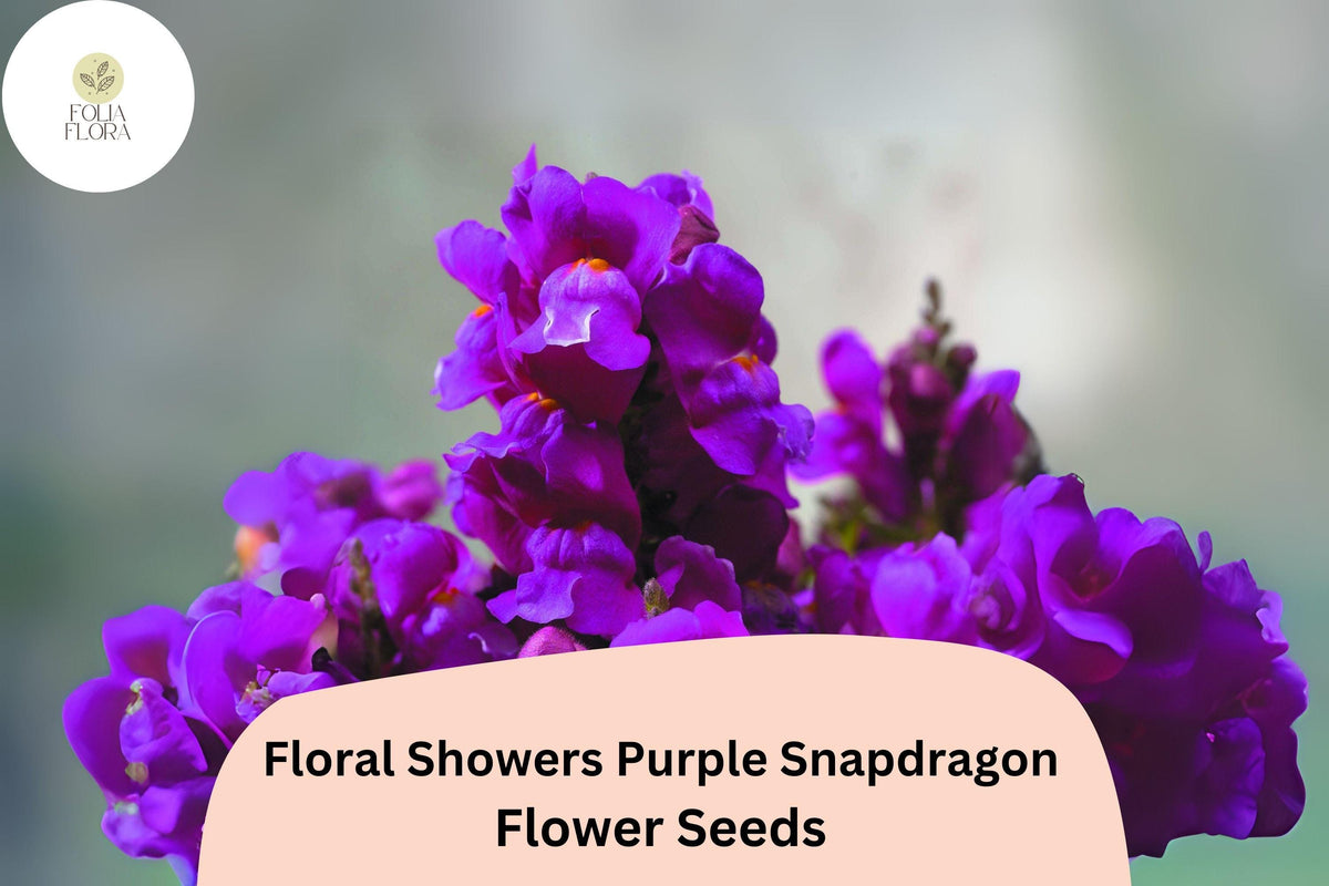 Purple Snapdragon Seeds - Dwarf Floral Showers Variety, 1000 Seeds for Planting