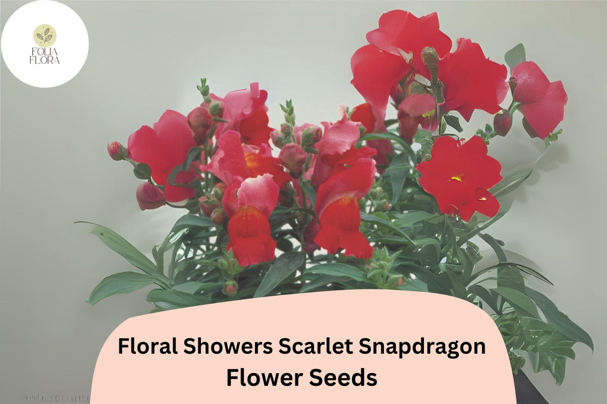 Scarlet Snapdragon Seeds - Dwarf Red Blooms for Garden & Containers (1000 Seeds)