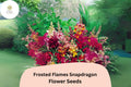 Frosted Flames Snapdragon Seeds – Heirloom Variegated Blooms, 1000 Seeds