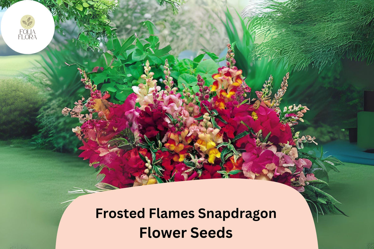 Frosted Flames Snapdragon Seeds – Heirloom Variegated Blooms, 1000 Seeds