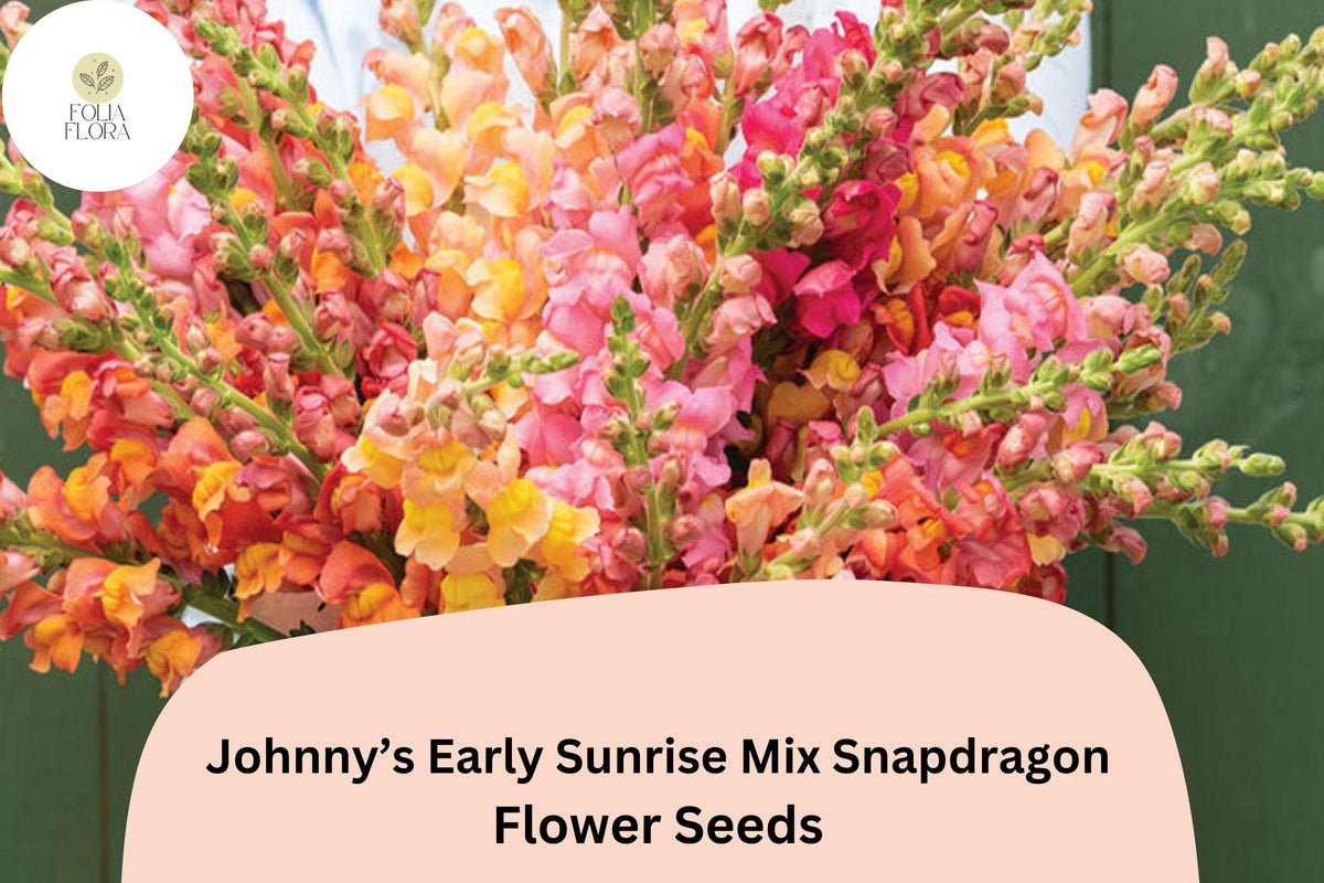 Snapdragon Seeds - Johnny's Potomac Early Sunrise Mix (1000 Seeds)