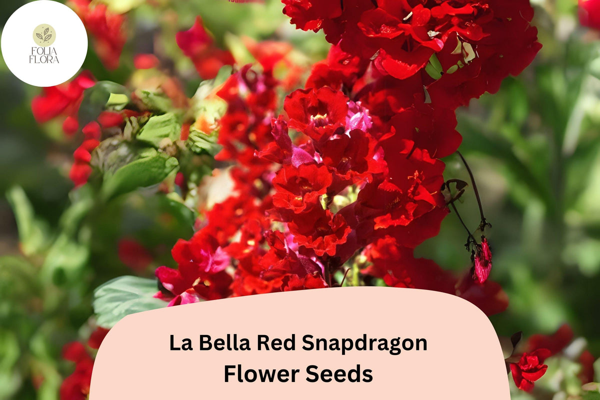 La Bella Red Snapdragon Seeds – 1000 Vibrant Blooms for Planting
