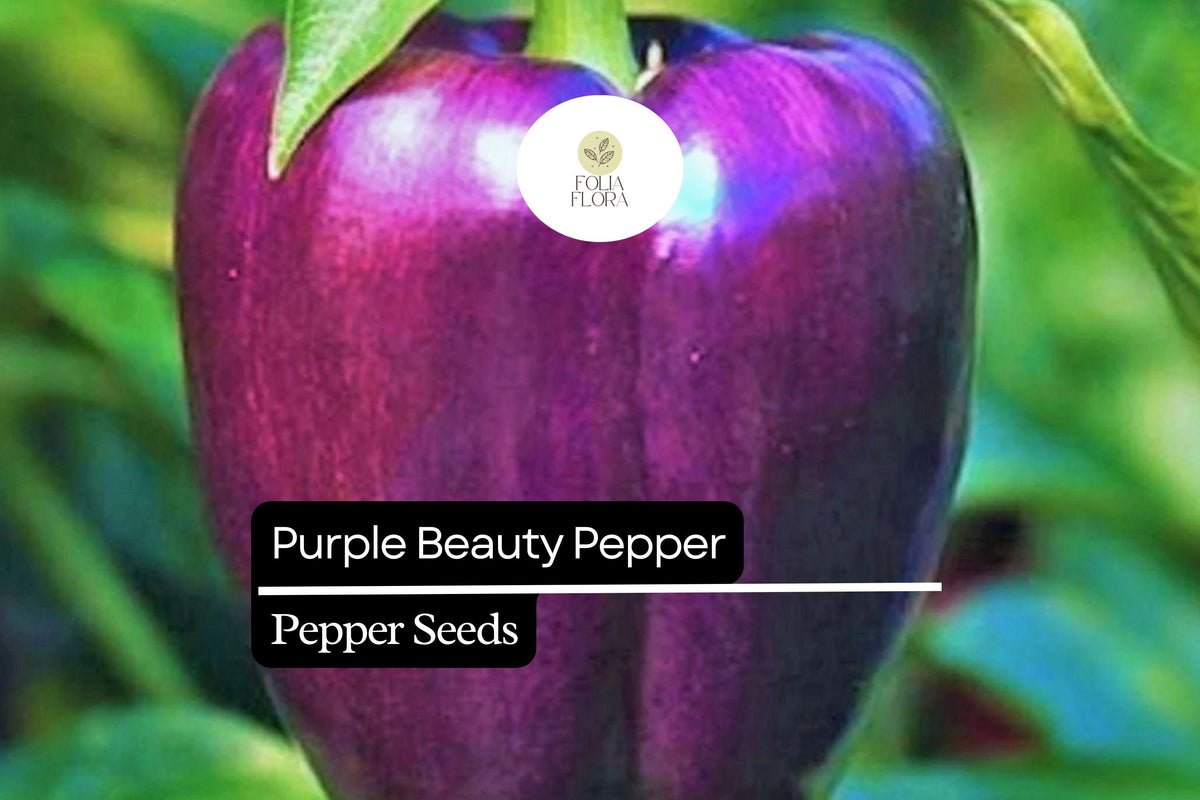 25 Purple Beauty Pepper Seeds – Sweet Bell Pepper, High Yield