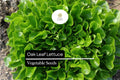 Oak Leaf Lettuce Seeds – 1000 Heirloom Non-GMO Heat-Tolerant Garden Seeds