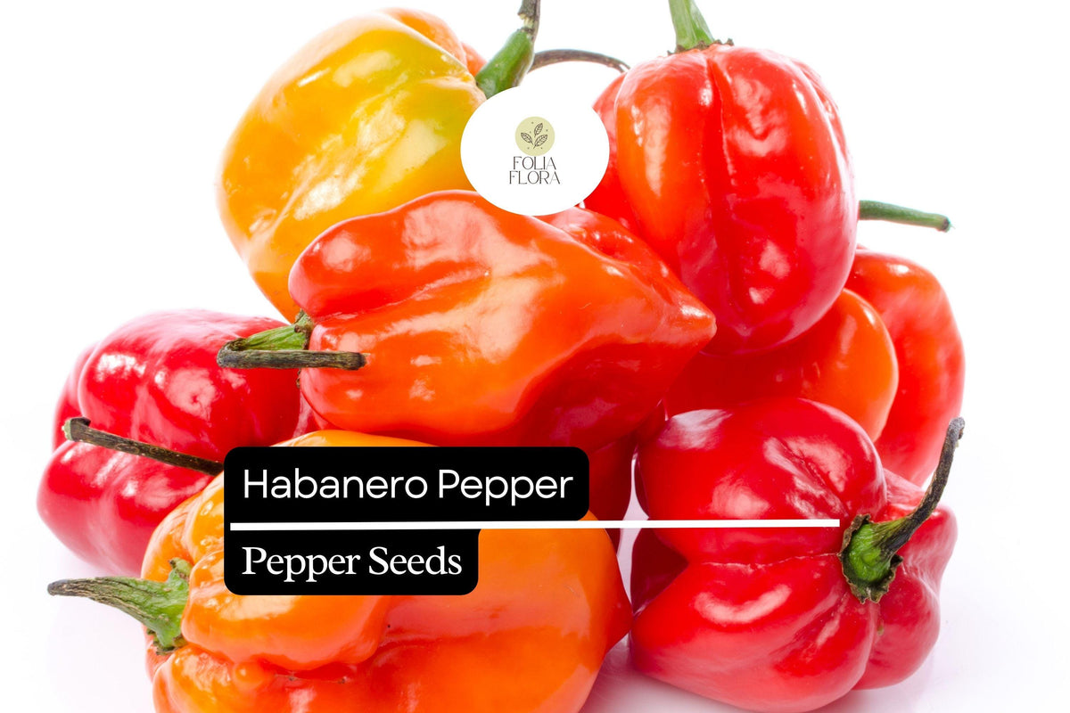25 Habanero Pepper Seeds – Capsicum chinense – Extra-Hot Heirloom Chili, Non-GMO