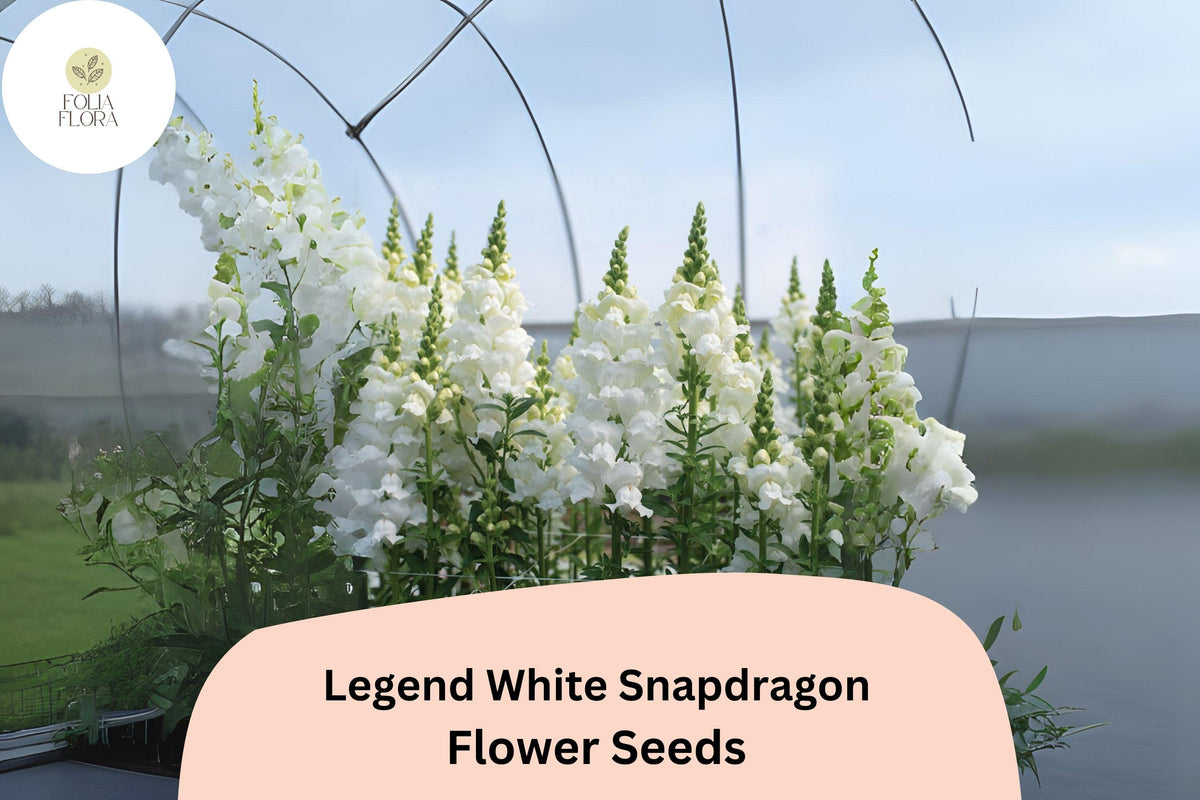 1000 Antirrhinum majus Legend White Snapdragon Seeds - Double Blooms for Garden & Cut Flowers