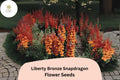 1000 Antirrhinum majus Liberty Bronze Snapdragon Seeds for Garden & Cut Flowers