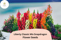 1000 Snapdragon Seeds Liberty Classic Mix Antirrhinum majus for Garden & Cut Flowers