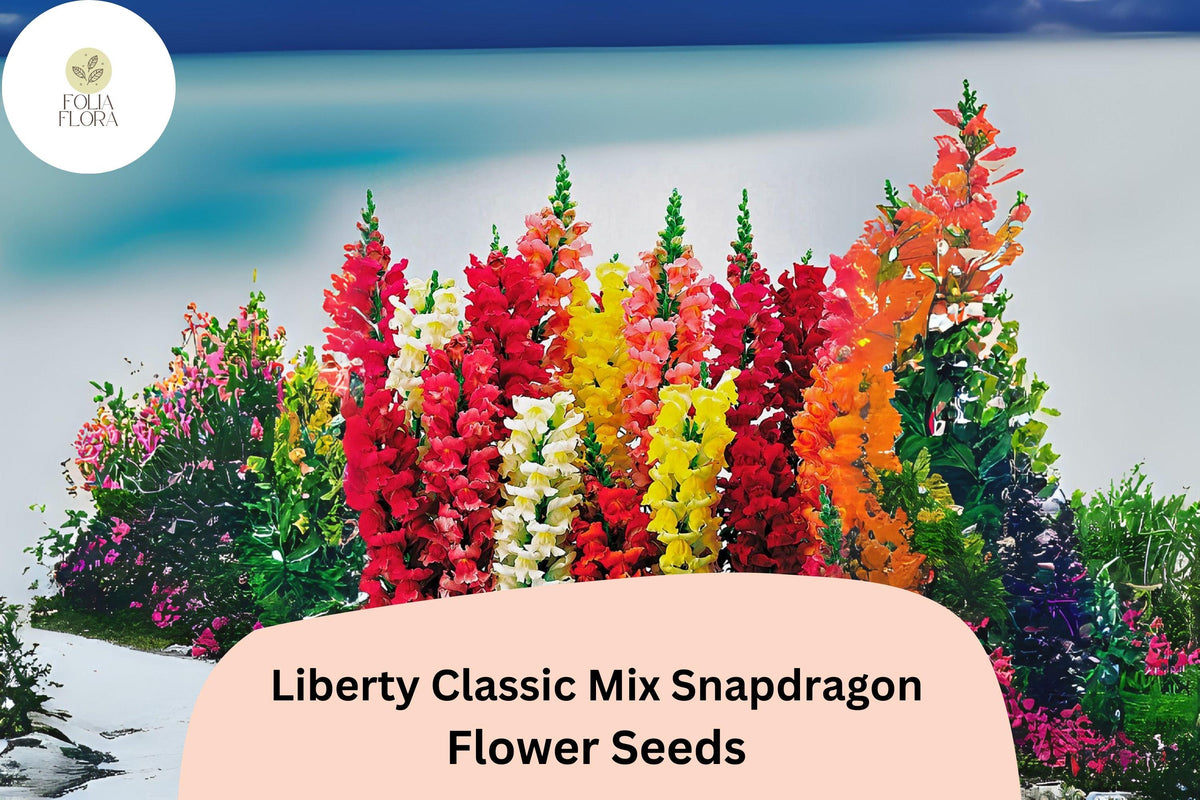 1000 Snapdragon Seeds Liberty Classic Mix Antirrhinum majus for Garden & Cut Flowers