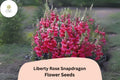 1000 Antirrhinum majus Liberty Rose Snapdragon Seeds - Soft Rose-Pink Blooms for Garden & Cut Flowers