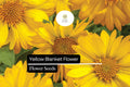 25 Yellow Blanket Flower Seeds – Drought-Tolerant Perennial Blooms