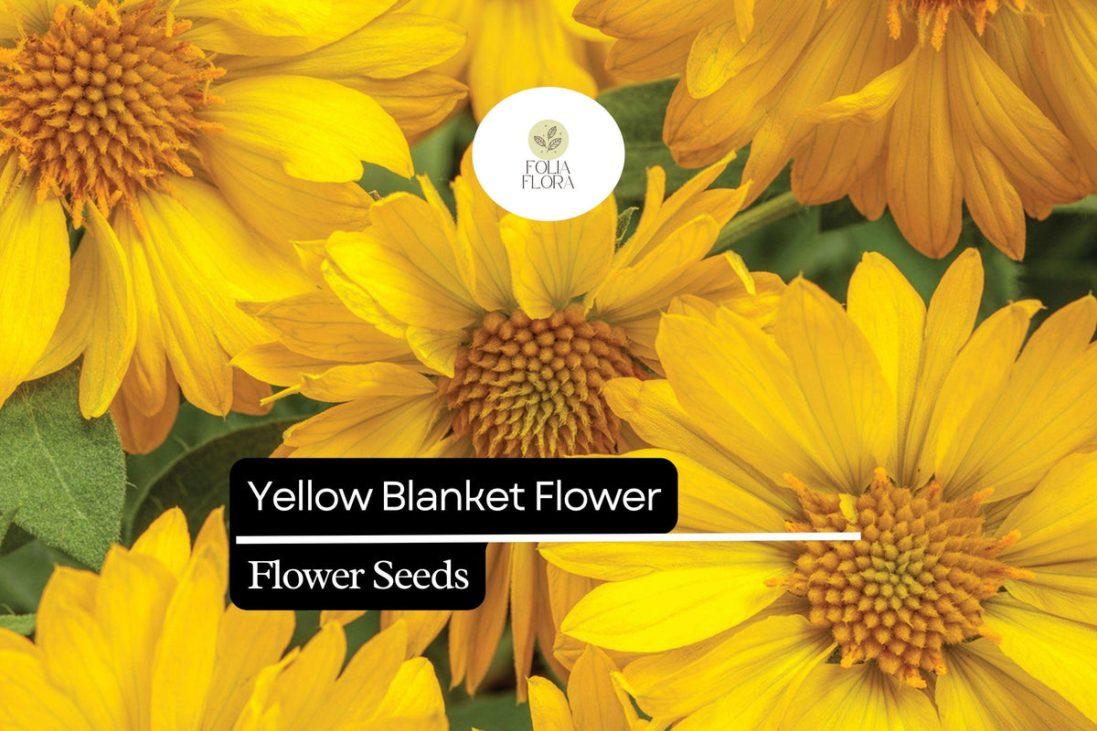 25 Yellow Blanket Flower Seeds – Drought-Tolerant Perennial Blooms