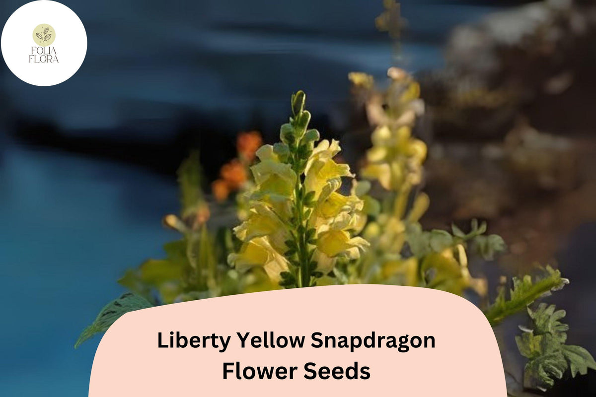 1000 Yellow Snapdragon Seeds - Antirrhinum majus Liberty Yellow for Garden & Cut Flowers