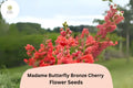 1000 Bronze Cherry Snapdragon Seeds - Madame Butterfly Ruffled Blooms