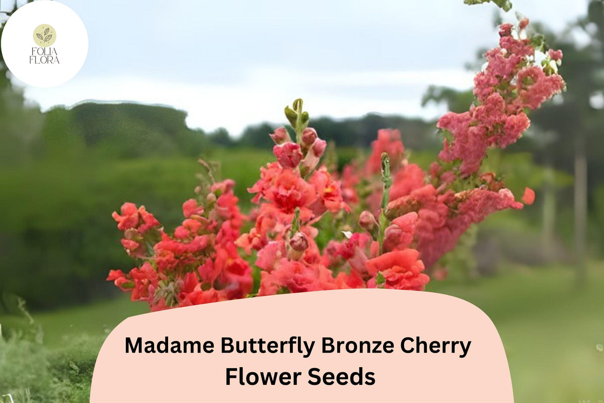 1000 Bronze Cherry Snapdragon Seeds - Madame Butterfly Ruffled Blooms