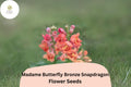 1000 Madame Butterfly Bronze Snapdragon Seeds – Antirrhinum majus Double Blooms