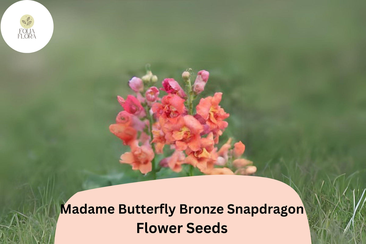 1000 Madame Butterfly Bronze Snapdragon Seeds – Antirrhinum majus Double Blooms