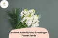 1000 Madame Butterfly Ivory Snapdragon Seeds - Antirrhinum majus Ruffled Cut Flowers