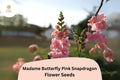1000 Madame Butterfly Pink Snapdragon Seeds – Antirrhinum majus for Garden & Cut Flowers
