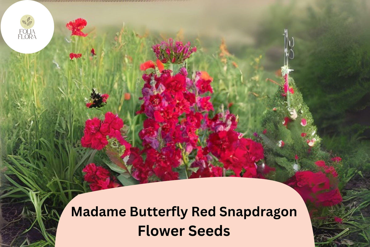 1000 Madame Butterfly Red Snapdragon Seeds – Antirrhinum majus for Garden & Cut Flowers