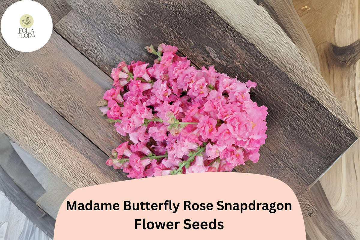 1000 Madame Butterfly Rose Snapdragon Seeds – Antirrhinum majus for Garden & Cut Flowers
