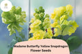 1000 Madame Butterfly Yellow Snapdragon Seeds – Antirrhinum majus for Garden & Cut Flowers