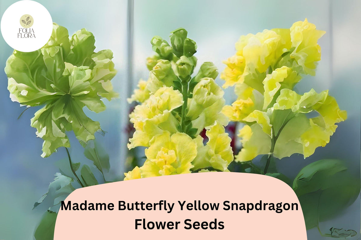 1000 Madame Butterfly Yellow Snapdragon Seeds – Antirrhinum majus for Garden & Cut Flowers