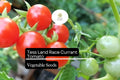 25 Tess' Land Race Currant Tomato Seeds - Heirloom Tiny Cherry Tomato, High-Yield