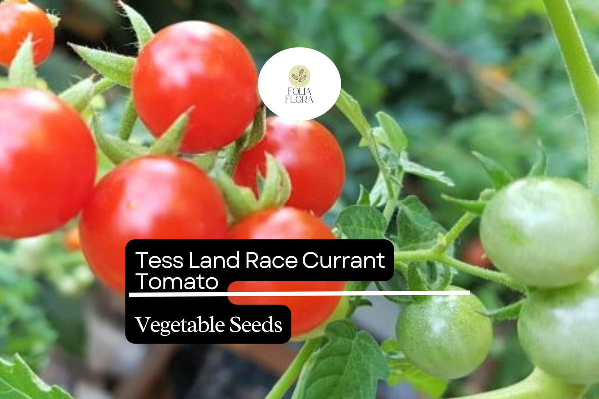 25 Tess' Land Race Currant Tomato Seeds - Heirloom Tiny Cherry Tomato, High-Yield