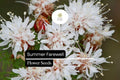 25 Summer Farewell Flower Seeds | Native Wildflower, Drought Tolerant