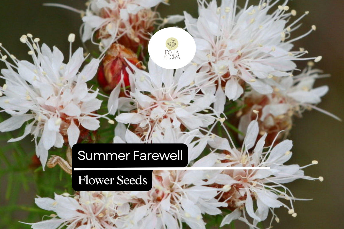 25 Summer Farewell Flower Seeds | Native Wildflower, Drought Tolerant