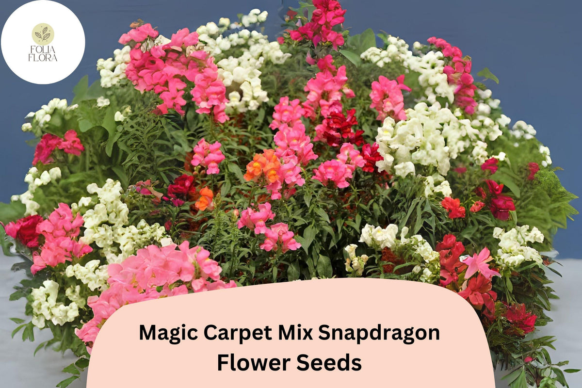 1000 Snapdragon Seeds Magic Carpet Mix – Antirrhinum majus for Garden & Cut Flowers