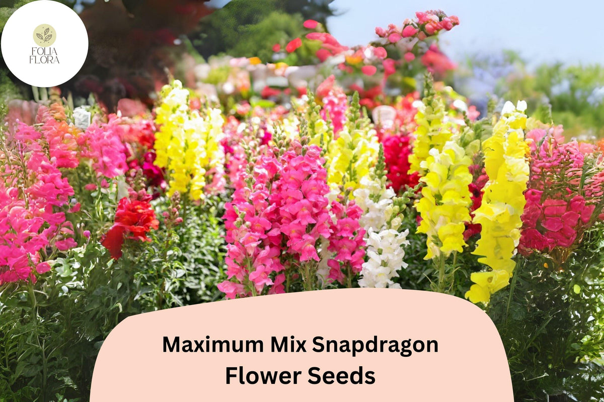 1000 Snapdragon Seeds Maximum Mix – Antirrhinum majus for Garden & Cut Flowers