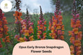 1000 Bronze Snapdragon Seeds - Opus Early Copper Peach Blooms