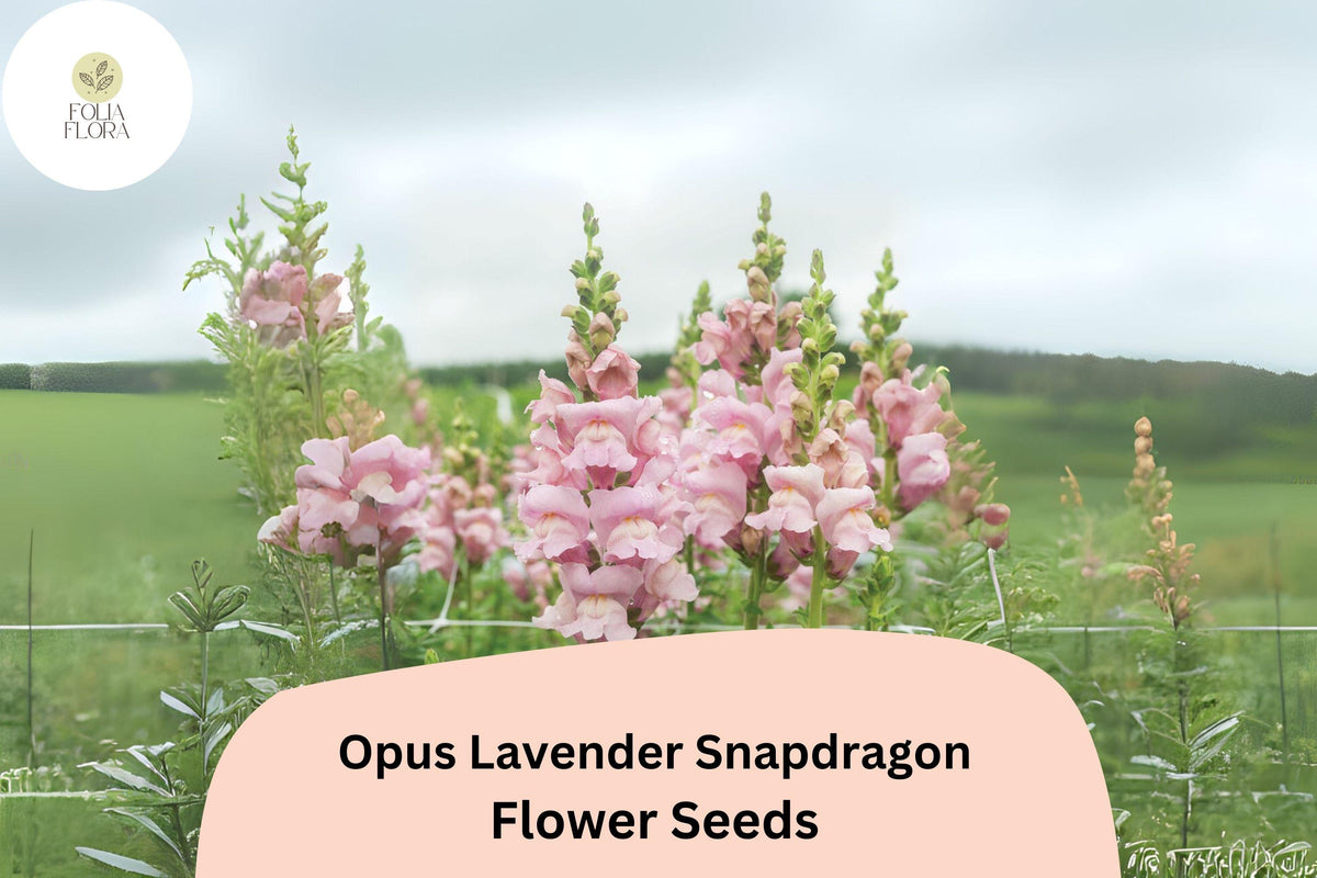 1000 Opus Lavender Snapdragon Seeds – Antirrhinum majus for Garden & Cut Flowers