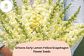 1000 Orleans Early Lemon Yellow Snapdragon Seeds – Vibrant Non-GMO Flower Seeds